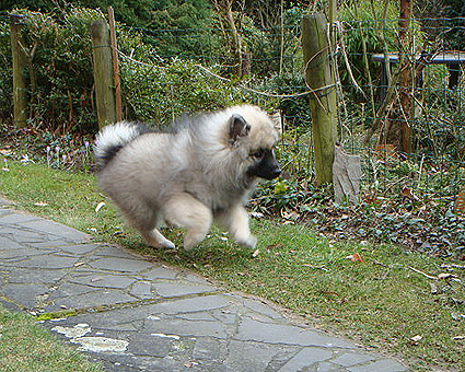 Huby van't kezenhoeveke